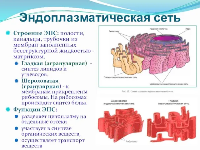 Эндоплазматическая сеть Строение ЭПС: полости, канальцы, трубочки из мембран заполненных