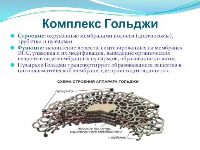 Комплекс Гольджи Строение: окруженные мембранами полости (диктиосомы), трубочки и пузырьки