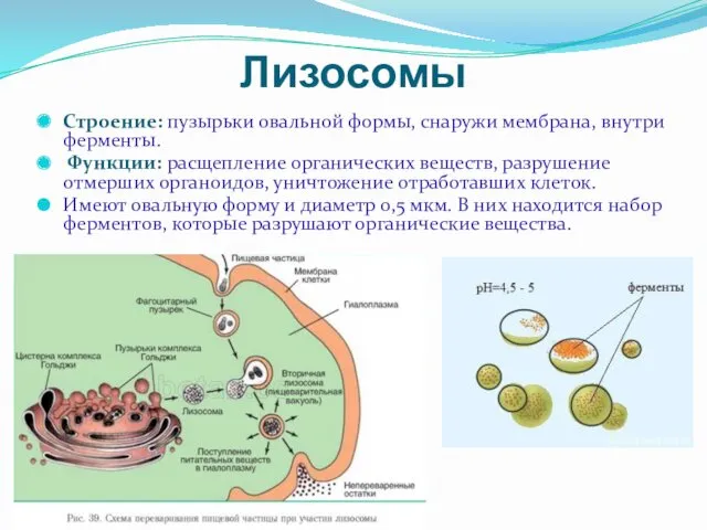 Лизосомы Строение: пузырьки овальной формы, снаружи мембрана, внутри ферменты. Функции: