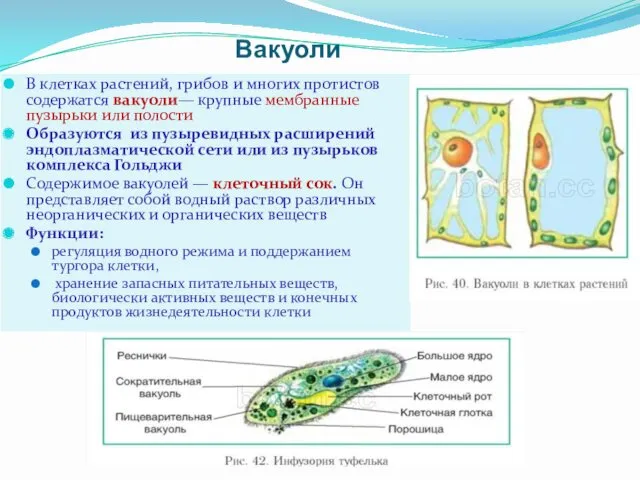 Вакуоли В клетках растений, грибов и многих протистов содержатся вакуоли—