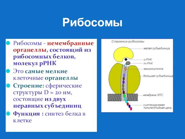 Рибосомы Рибосомы - немембранные органеллы, состоящий из рибосомных белков, молекул