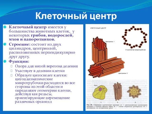 Клеточный центр Клеточный центр имеется у большинства животных клеток, у