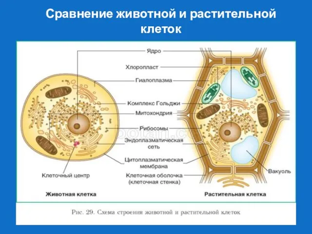 Сравнение животной и растительной клеток