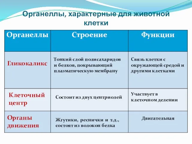 Органеллы, характерные для животной клетки Тонкий слой полисахаридов и белков,