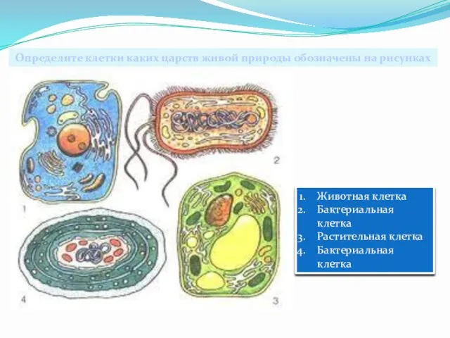 Определите клетки каких царств живой природы обозначены на рисунках Животная