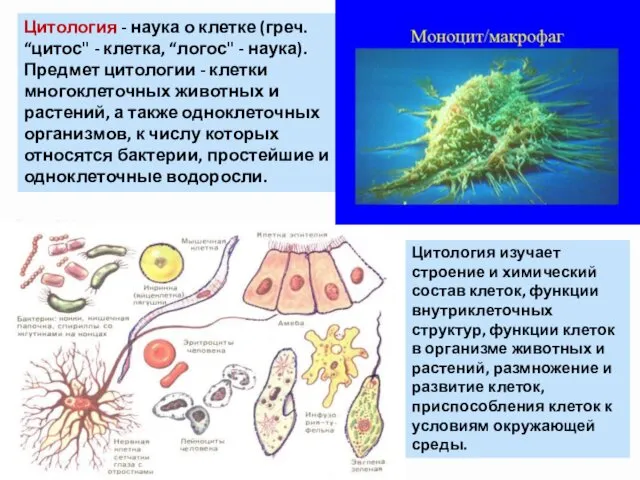 Цитология - наука о клетке (греч. “цитос" - клетка, “логос"