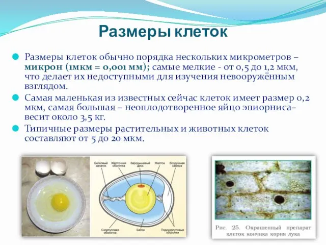 Размеры клеток Размеры клеток обычно порядка нескольких микрометров – микрон