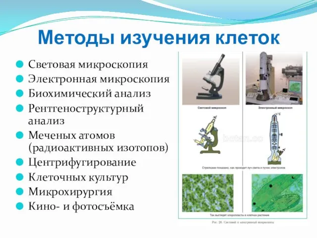 Методы изучения клеток Световая микроскопия Электронная микроскопия Биохимический анализ Рентгеноструктурный