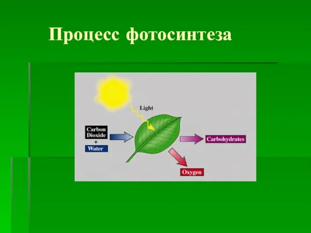 Процесс фотосинтеза