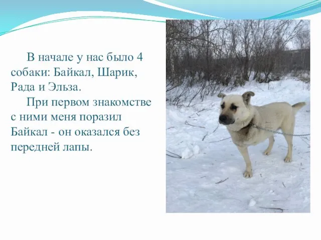 В начале у нас было 4 собаки: Байкал, Шарик, Рада