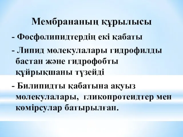 Мембрананың құрылысы - Фосфолипидтердің екі қабаты - Липид молекулалары гидрофилды