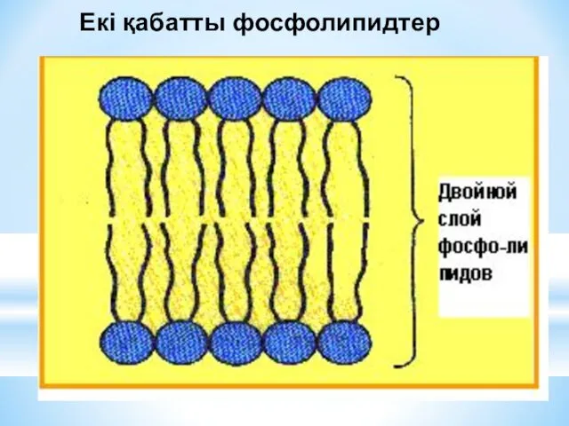 Екі қабатты фосфолипидтер