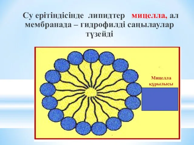 Су ерітіндісінде липидтер мицелла, ал мембранада – гидрофилді саңылаулар түзейді Мицелла құрылысы