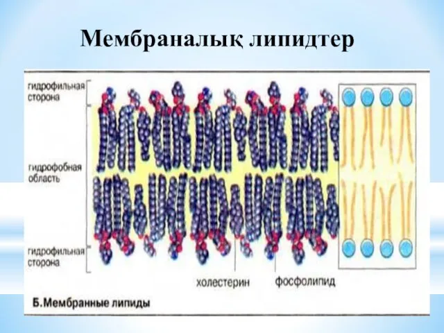 Мембраналық липидтер