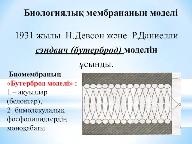 Биологиялық мембрананың моделі 1931 жылы Н.Девсон және Р.Даниелли сэндвич (бутерброд)