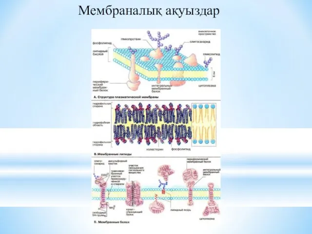 Мембраналық ақуыздар