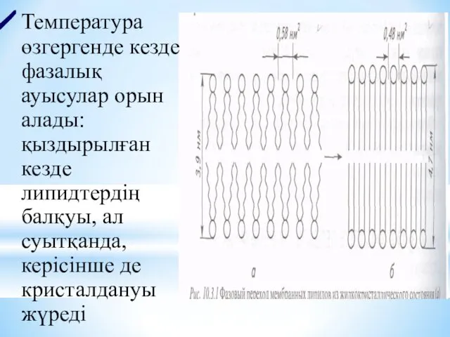 Температура өзгергенде кезде фазалық ауысулар орын алады: қыздырылған кезде липидтердің