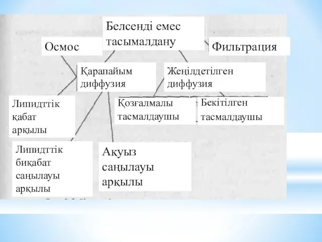 Белсенді емес тасымалдану Фильтрация Осмос Қарапайым диффузия Жеңілдетілген диффузия Липидттік