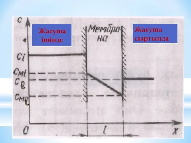 Жасуша ішінде Жасуша сыртында