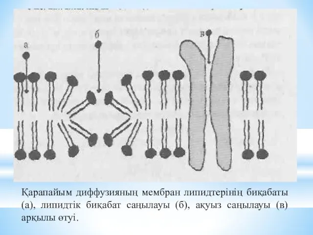 Қарапайым диффузияның мембран липидтерінің биқабаты (а), липидтік биқабат саңылауы (б), ақуыз саңылауы (в) арқылы өтуі.