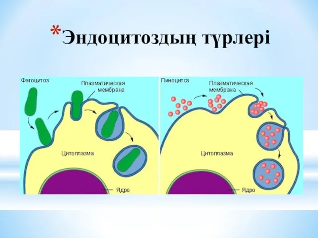 Эндоцитоздың түрлері