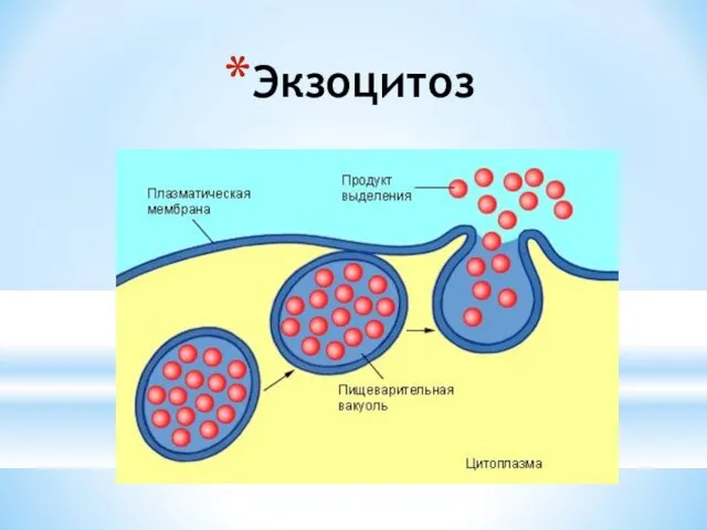 Экзоцитоз