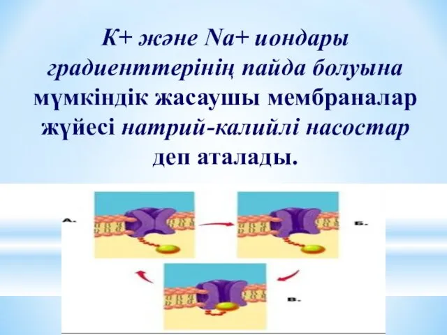 К+ және Na+ иондары градиенттерінің пайда болуына мүмкіндік жасаушы мембраналар жүйесі натрий-калийлі насостар деп аталады.