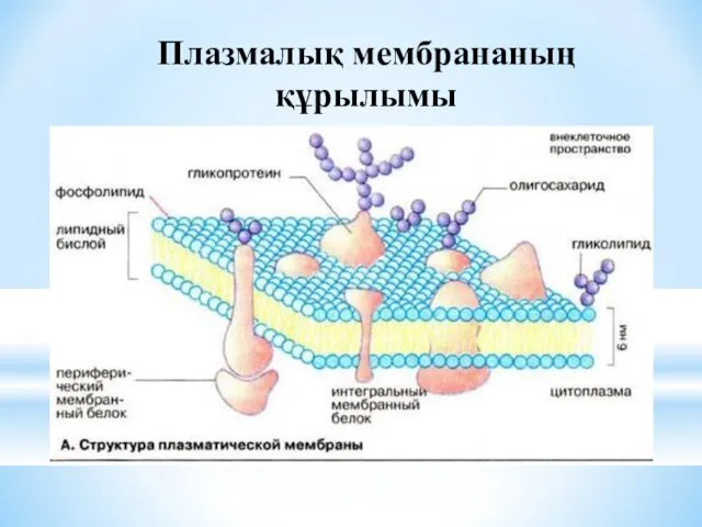 Плазмалық мембрананың құрылымы