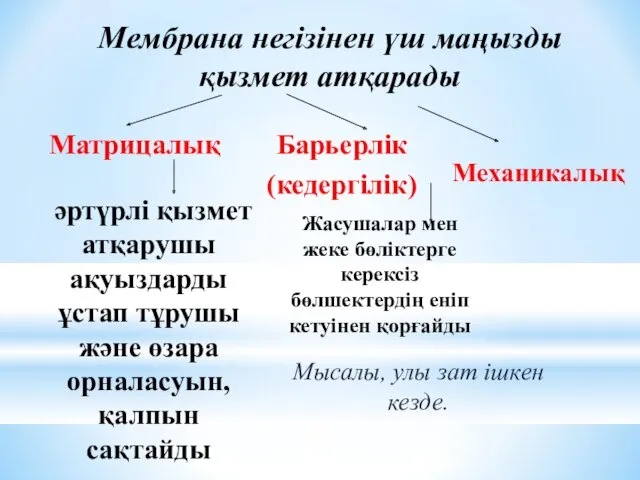 Мембрана негізінен үш маңызды қызмет атқарады Матрицалық Барьерлік (кедергілік) әртүрлі