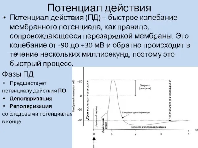 Потенциал действия Потенциал действия (ПД) – быстрое колебание мембранного потенциала,