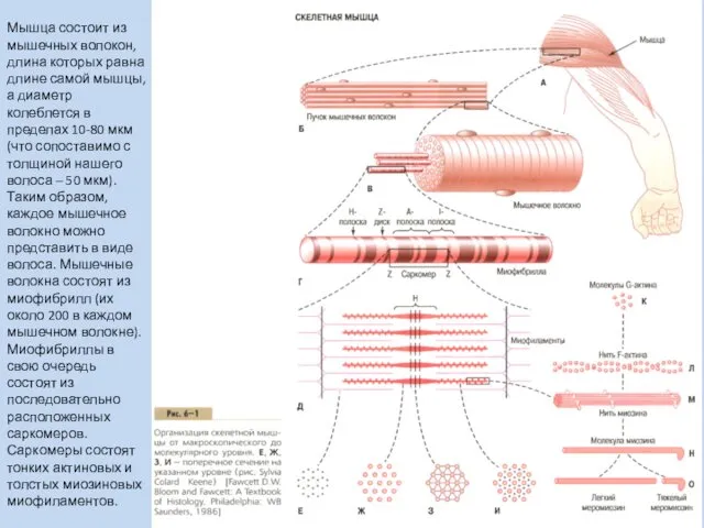 Мышца состоит из мышечных волокон, длина которых равна длине самой мышцы, а диаметр
