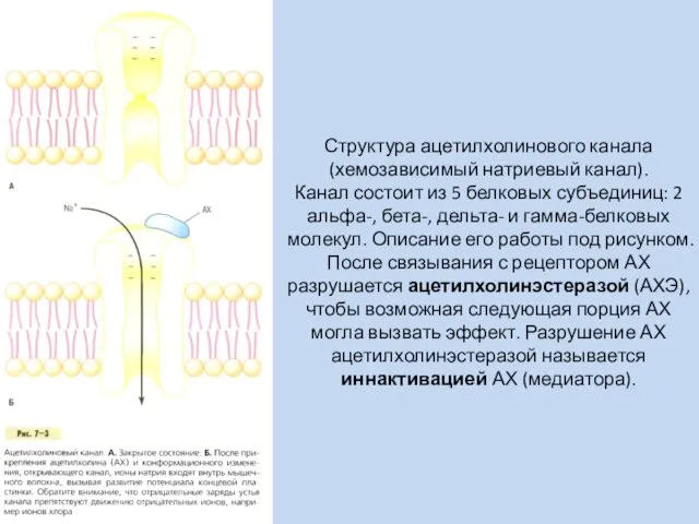 Структура ацетилхолинового канала (хемозависимый натриевый канал). Канал состоит из 5 белковых субъединиц: 2