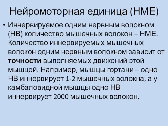 Нейромоторная единица (НМЕ) Иннервируемое одним нервным волокном (НВ) количество мышечных волокон – НМЕ.