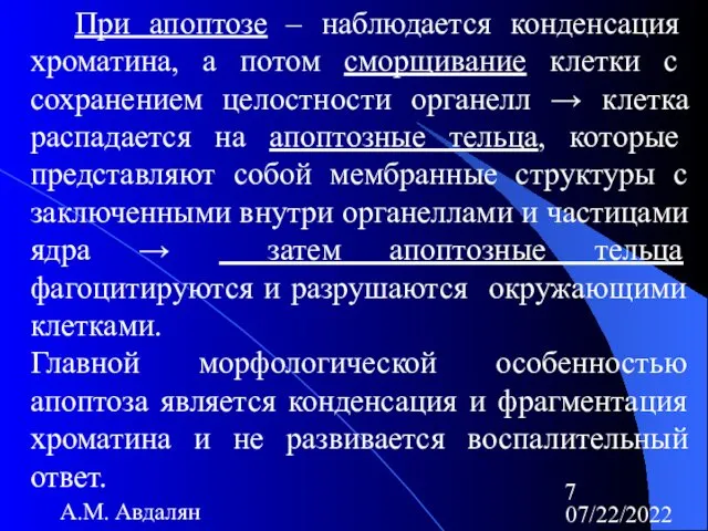 07/22/2022 А.М. Авдалян При апоптозе – наблюдается конденсация хроматина, а