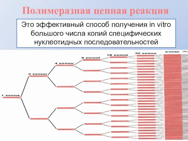 Полимеразная цепная реакция Это эффективный способ получения in vitro большого числа копий специфических нуклеотидных последовательностей