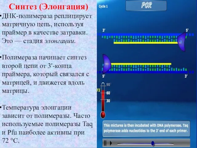 Синтез (Элонгация) ДНК-полимераза реплицирует матричную цепь, используя праймер в качестве