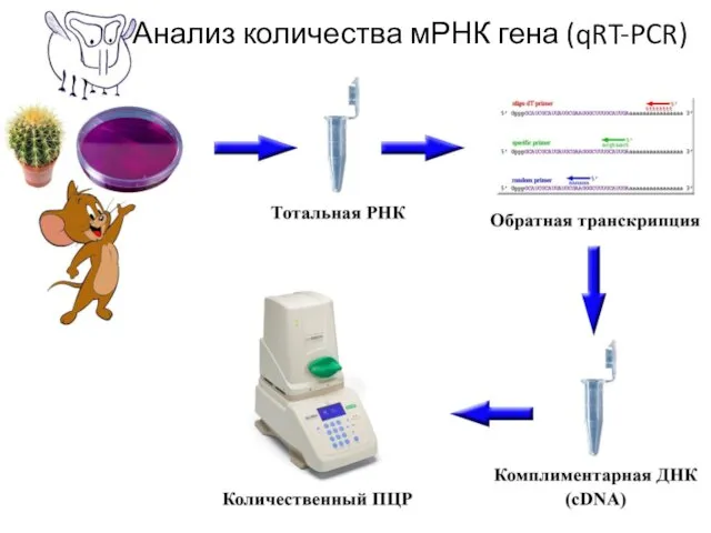 Анализ количества мРНК гена (qRT-PCR)