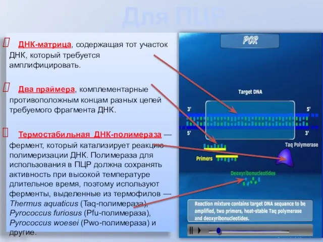 Для ПЦР необходимы: ДНК-матрица, содержащая тот участок ДНК, который требуется