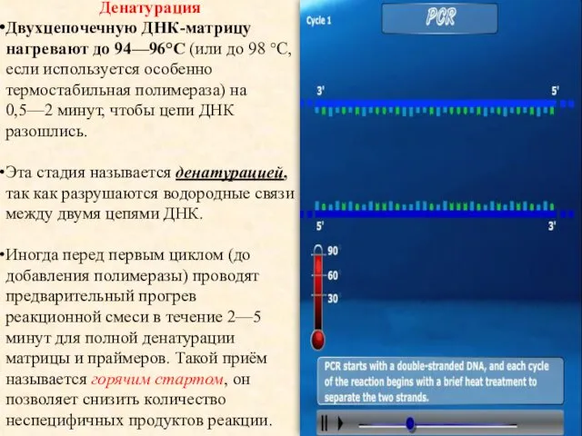 Денатурация Двухцепочечную ДНК-матрицу нагревают до 94—96°C (или до 98 °C,