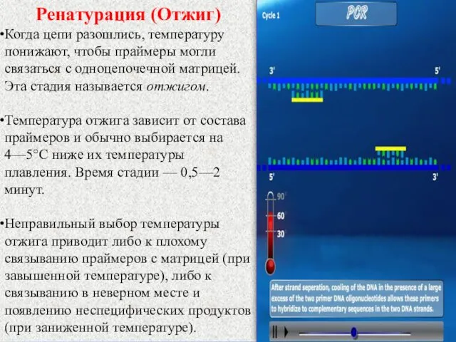 Ренатурация (Отжиг) Когда цепи разошлись, температуру понижают, чтобы праймеры могли