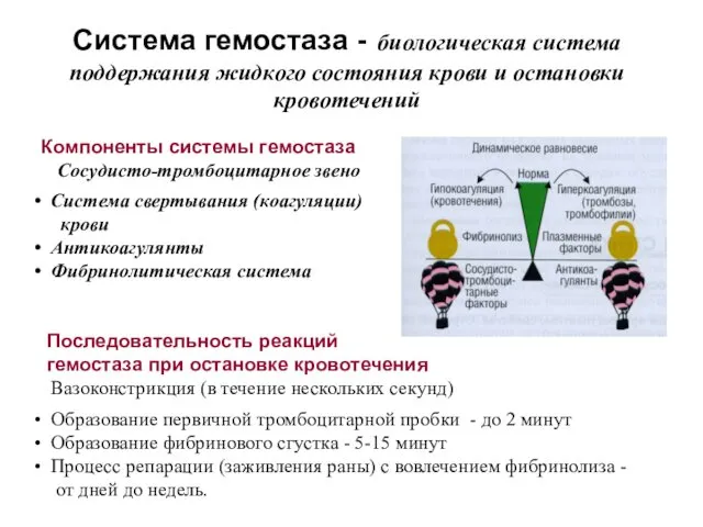 Система гемостаза - биологическая система поддержания жидкого состояния крови и