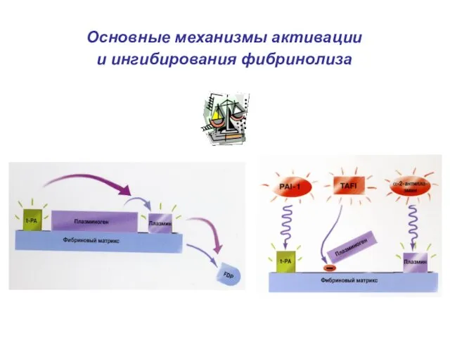 Основные механизмы активации и ингибирования фибринолиза Активации Ингибирования