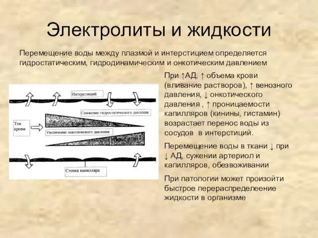 Электролиты и жидкости Перемещение воды между плазмой и интерстицием определяется