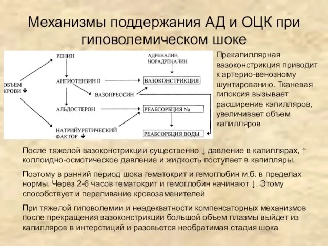 Механизмы поддержания АД и ОЦК при гиповолемическом шоке После тяжелой