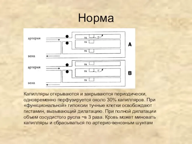 Норма Капилляры открываются и закрываются периодически, одновременно перфузируется около 30%