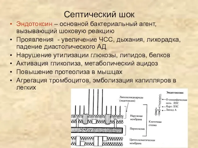 Септический шок Эндотоксин – основной бактериальный агент, вызывающий шоковую реакцию