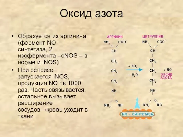 Оксид азота Образуется из аргинина (фермент NO-синтетаза, 2 изофермента –сNOS