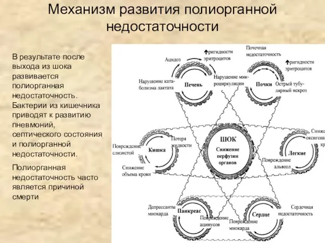 Механизм развития полиорганной недостаточности В результате после выхода из шока