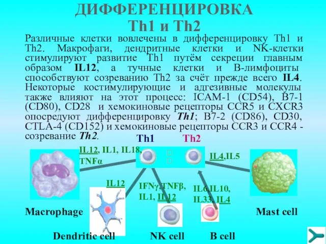 Различные клетки вовлечены в дифференцировку Тh1 и Тh2. Макрофаги, дендритные