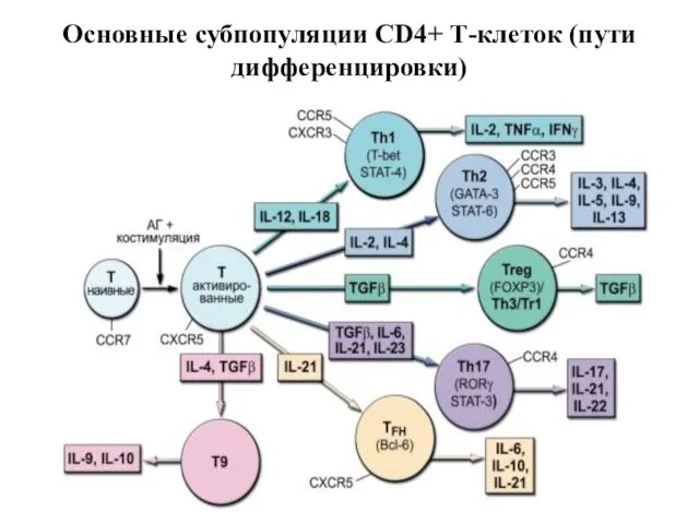 Основные субпопуляции CD4+ Т-клеток (пути дифференцировки)